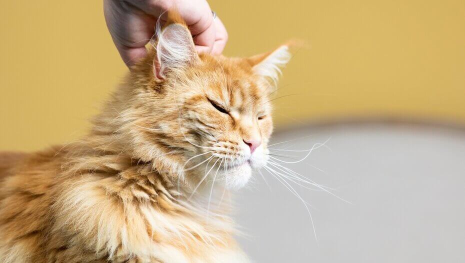 Ginger kat met gesloten ogen die een aai over haar kop krijgt