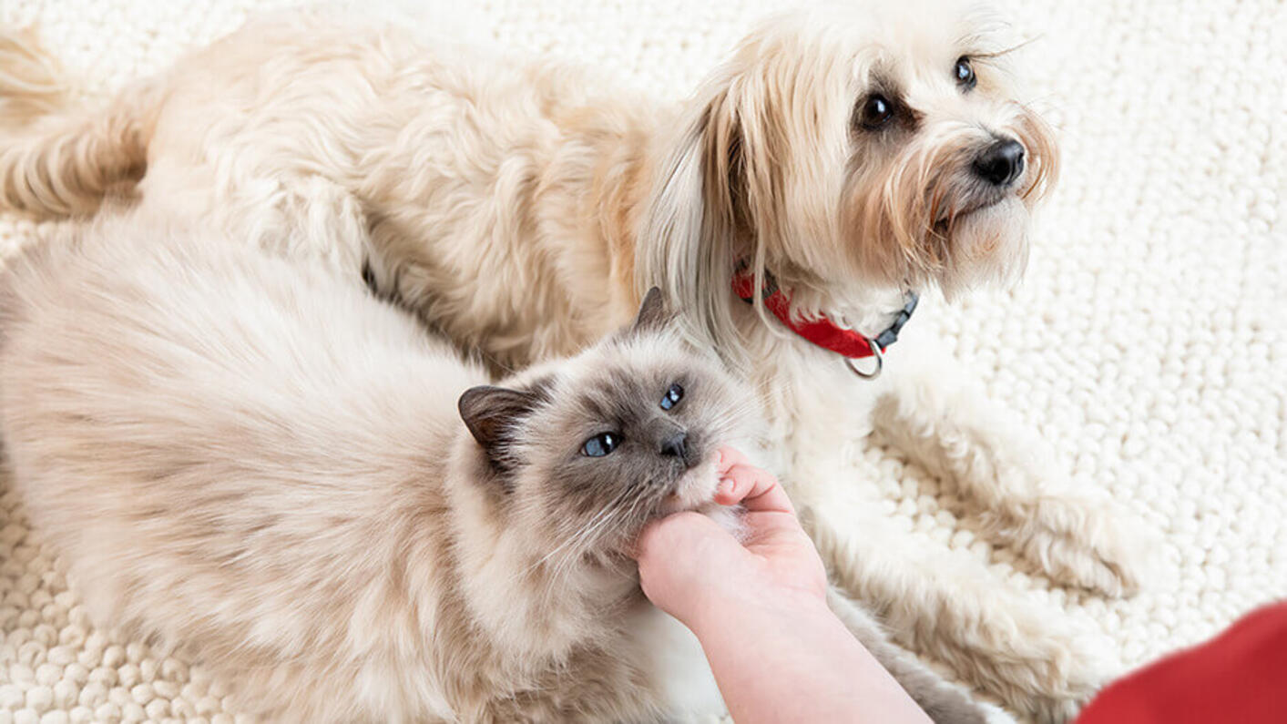Un chat blanc et un chien à poil long regardent leur propriétaire.