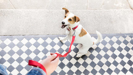 chien à l'extérieur en attente d'une promenade