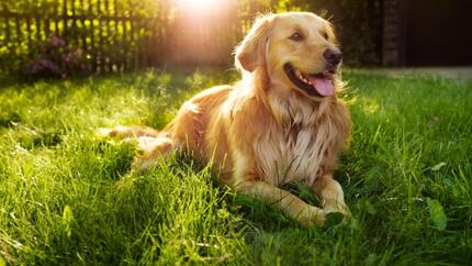 chien couché dans l'herbe, haletant