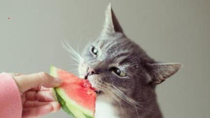 Chat qui mange une pastèque