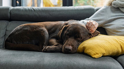Combien de temps durent les périodes de chaleur chez la chienne ?