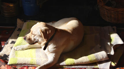 Chien couché au soleil