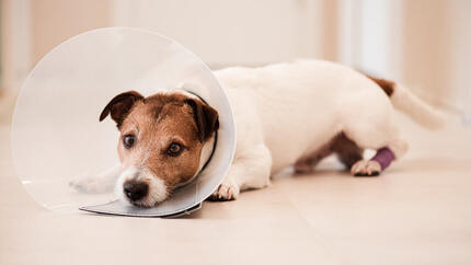 Chien portant un cône