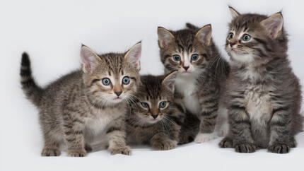 25 faits intéressants sur les chatons