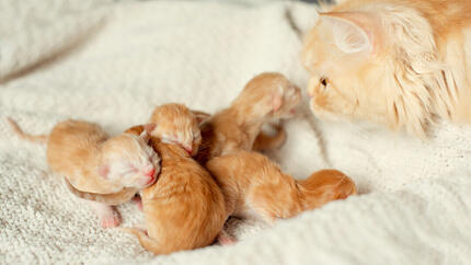 Chat avec des chatons