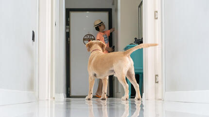 Le chien « velcro » : pourquoi mon chien me suit-il partout ?