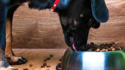 Un chiot mangeant dans un bol de nourriture