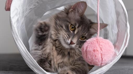 chat jouant dans un tunnel blanc