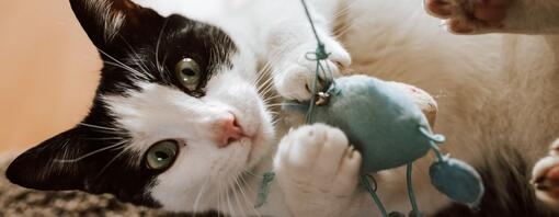 chat blanc et noir qui joue