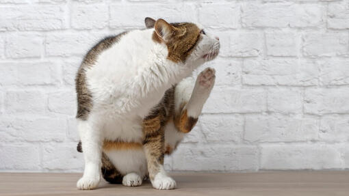 Chat qui se gratte