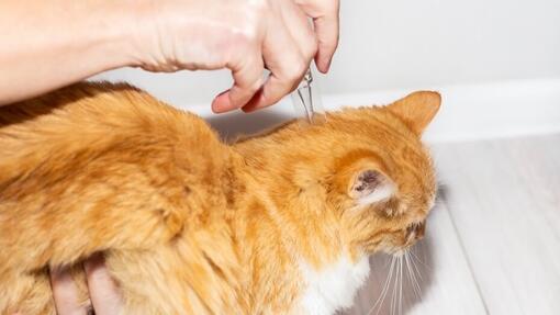 Chat roux traité contre les puces