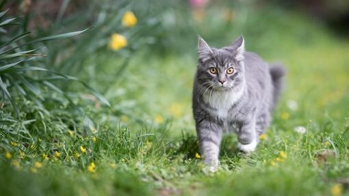 Quelles peuvent être les causes de maigreur chez le chat ?