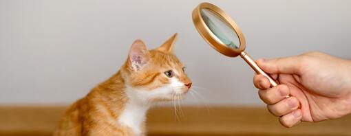 Personne tenant une loupe pour examiner un chat
