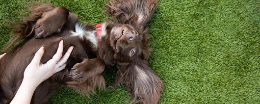 Pourquoi les chiens aiment-ils tant les caresses sur le ventre ?