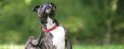 Pourquoi mon chien se gratte-t-il sans cesse ?