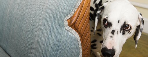 Chien derrière un canapé