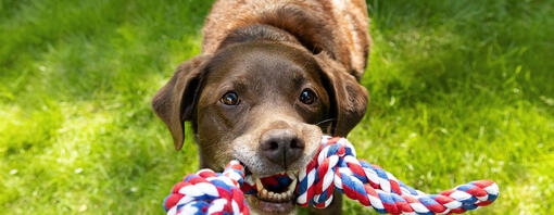 Labrador tirant sur un jouet en corde tenu dans la main d'une personne