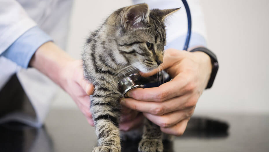 Chat ayant des battements de cœur écoutés par le vétérinaire