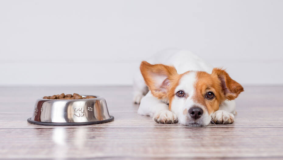 Jack Russell allongé devant un bol de nourriture