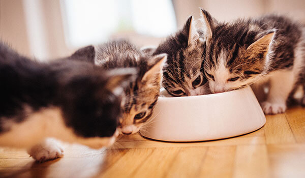 chatons mangeant dans le même bol 