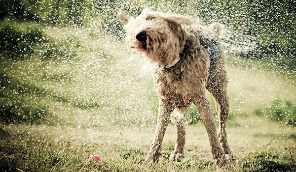 Chien secouant de l'eau