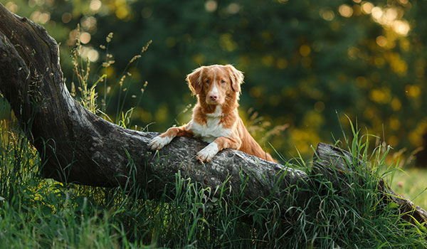 hond op boom