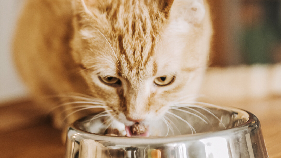 Nourriture pour chats - Comment bien nourrir son chat - Doctissimo