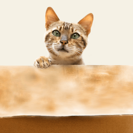 L'alimentation du chat castré - WanimoVéto