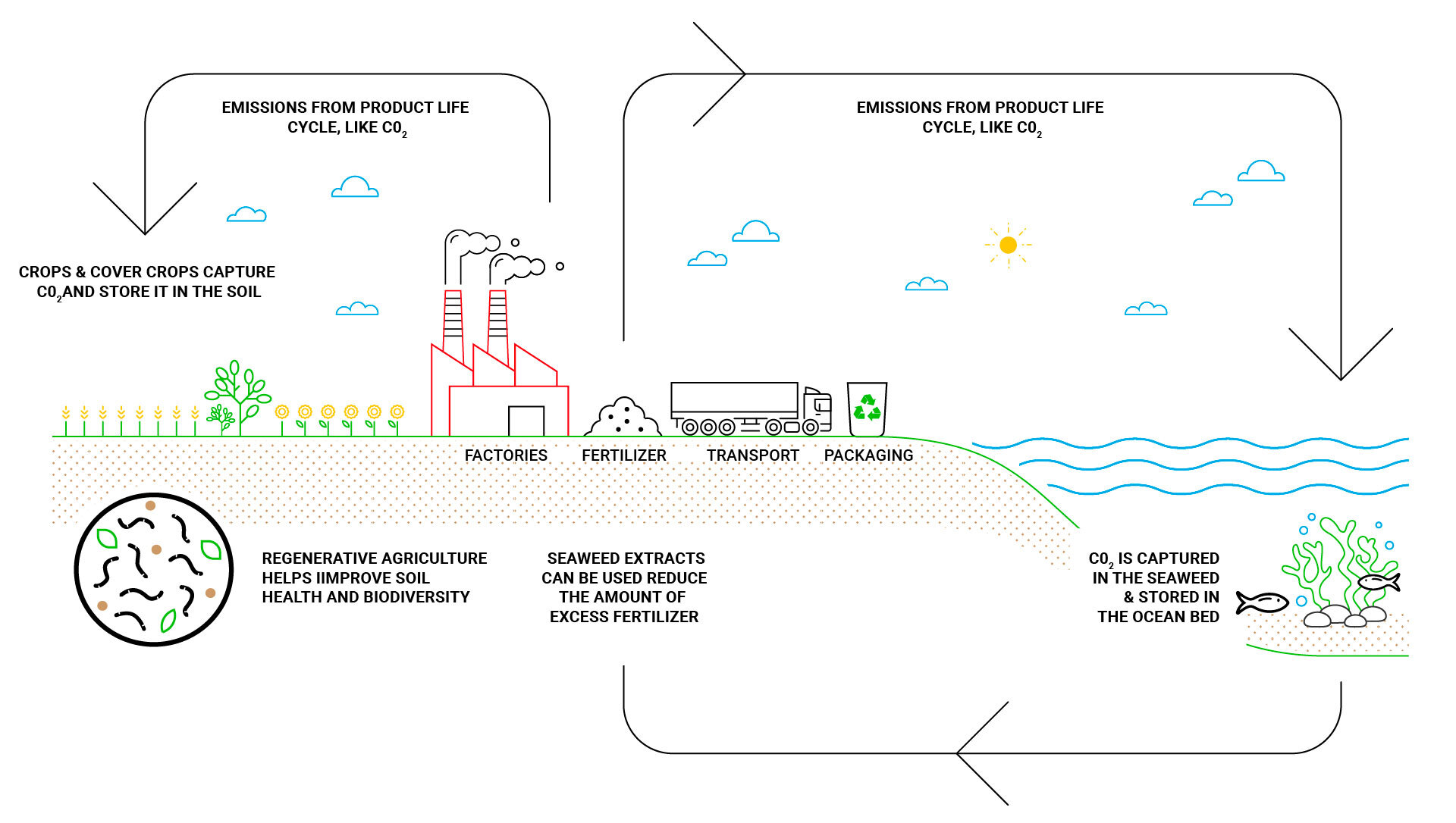 Infographie montrant le processus de régénération