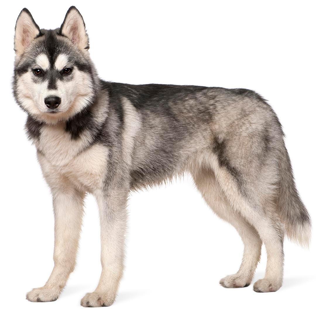 Husky sib rien chien race information Purina