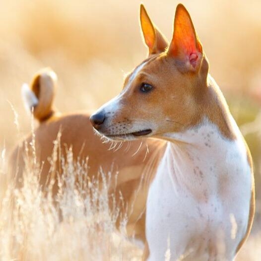 Race best sale chien basenji