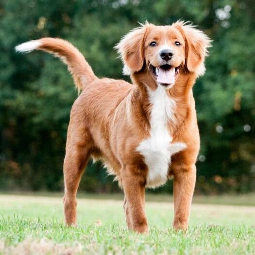 Retriever de la Nouvelle Ecosse Nova Scotia chien race