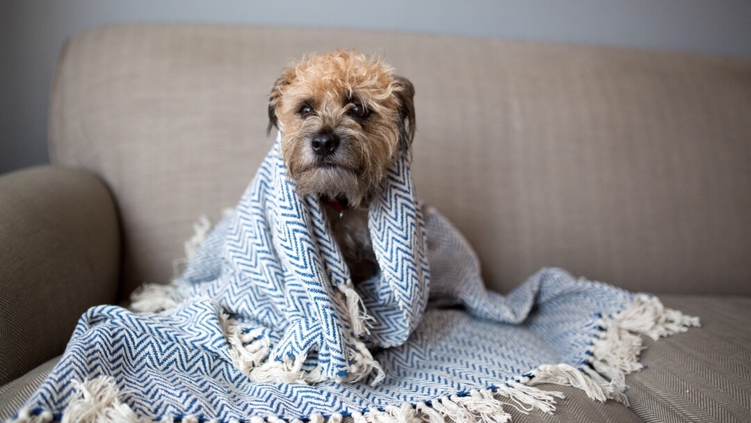 Kunnen honden verkouden zijn of de griep krijgen?