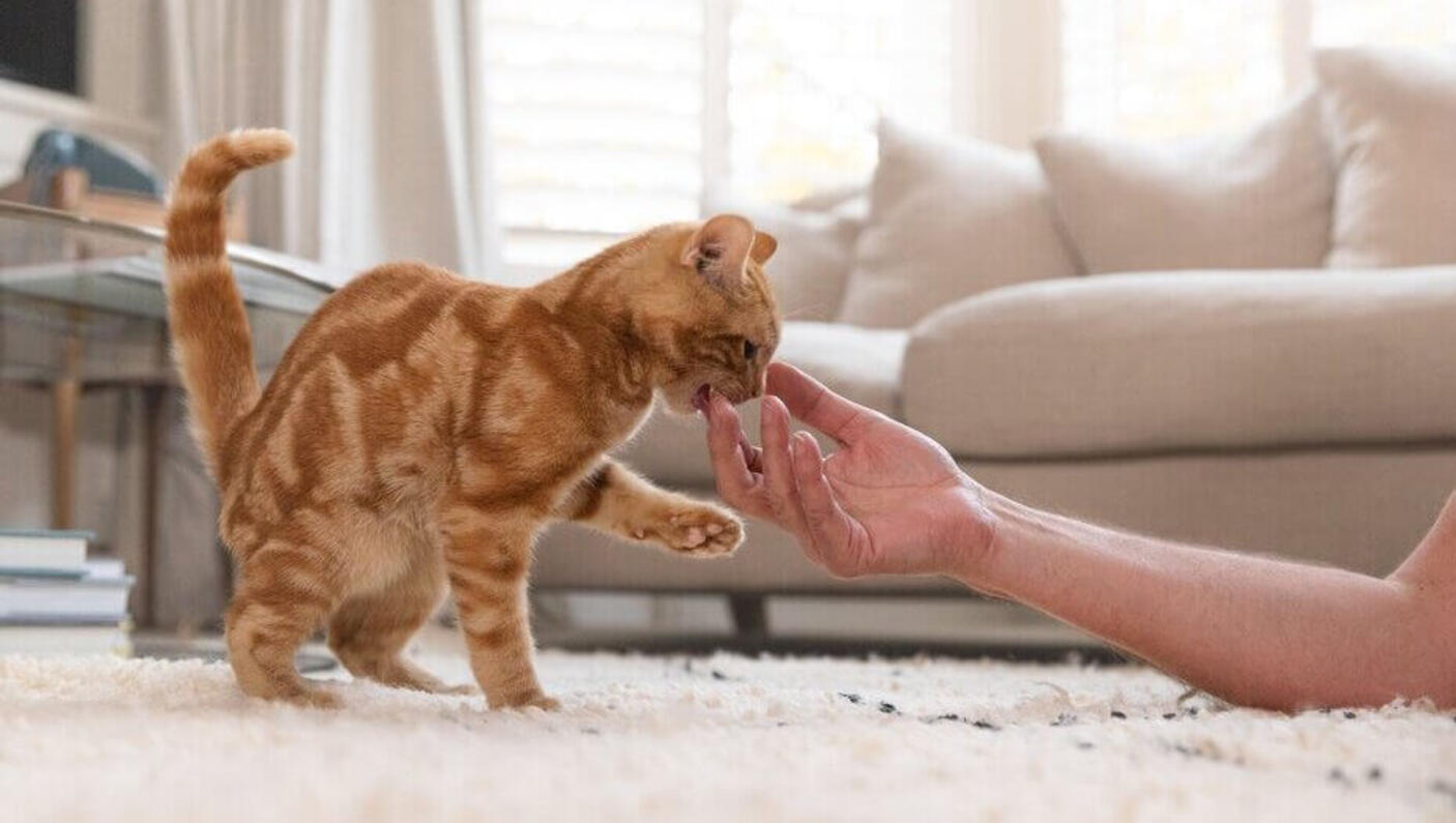 Chat roux joue avec le propriétaire