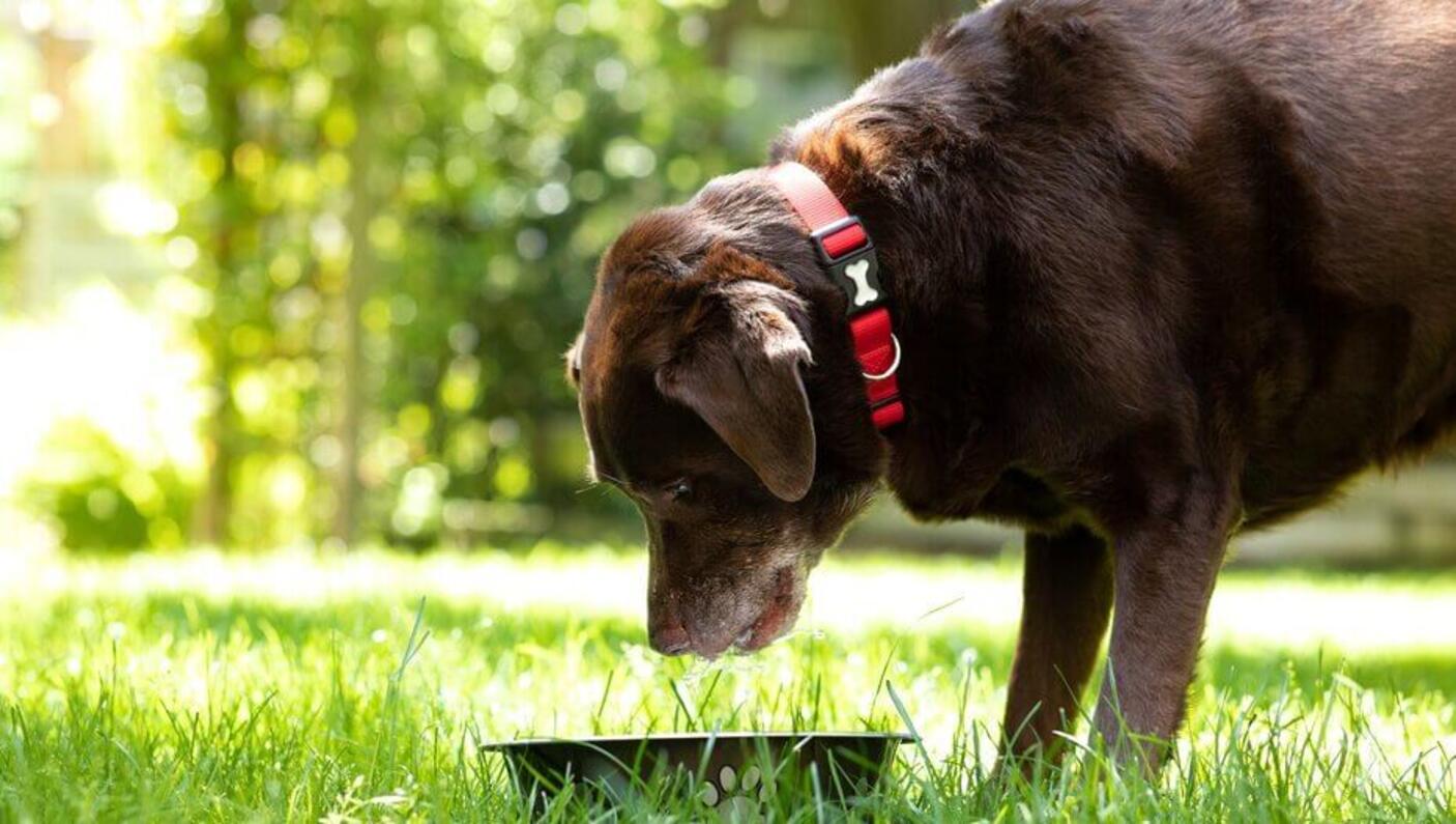 Chien regardant dans un bol