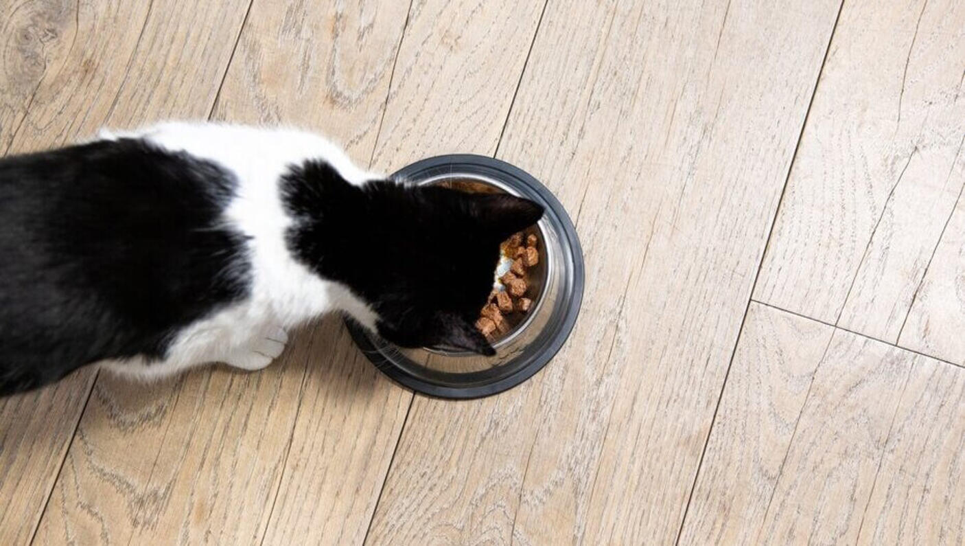 zwart-witte kat die uit een kom eet
