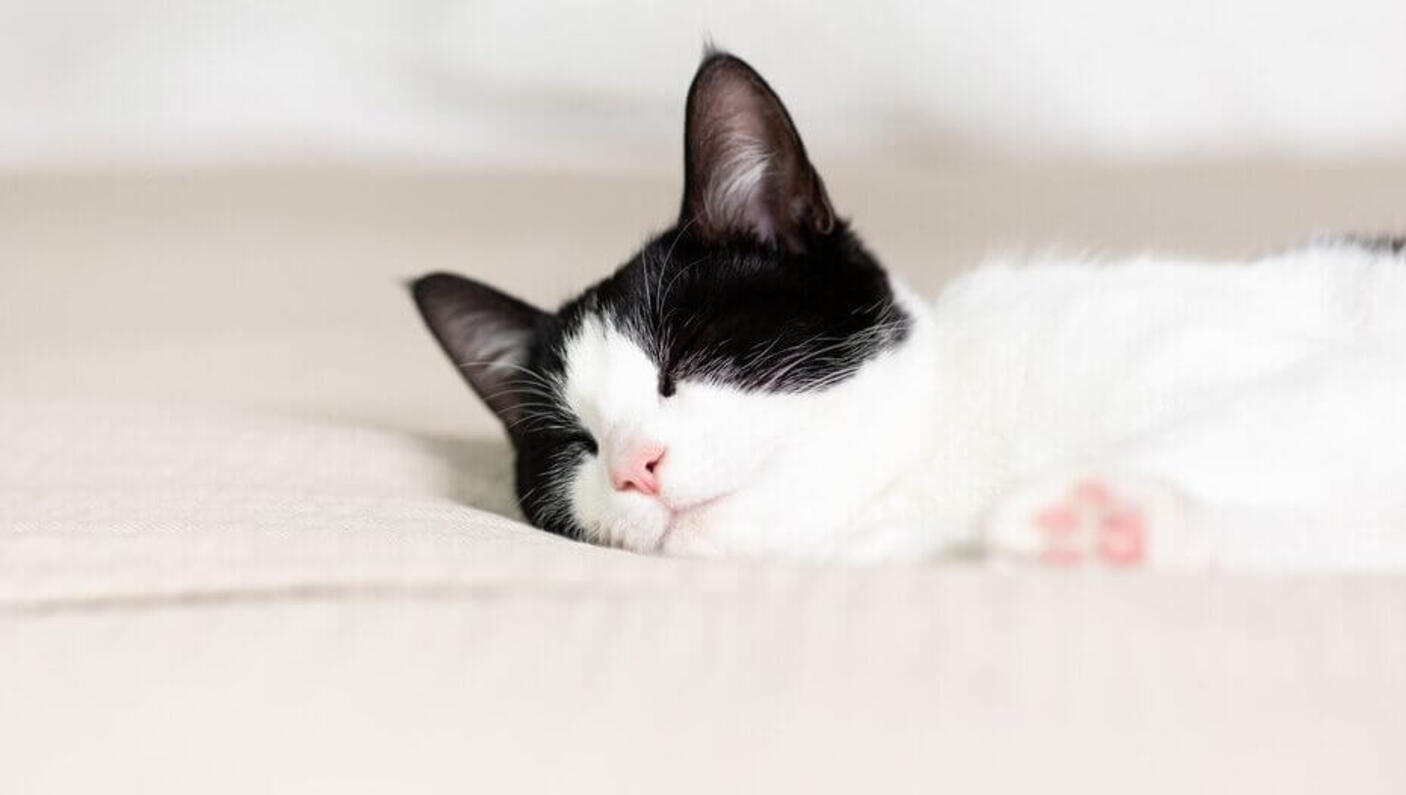 zwart-witte kat slapen
