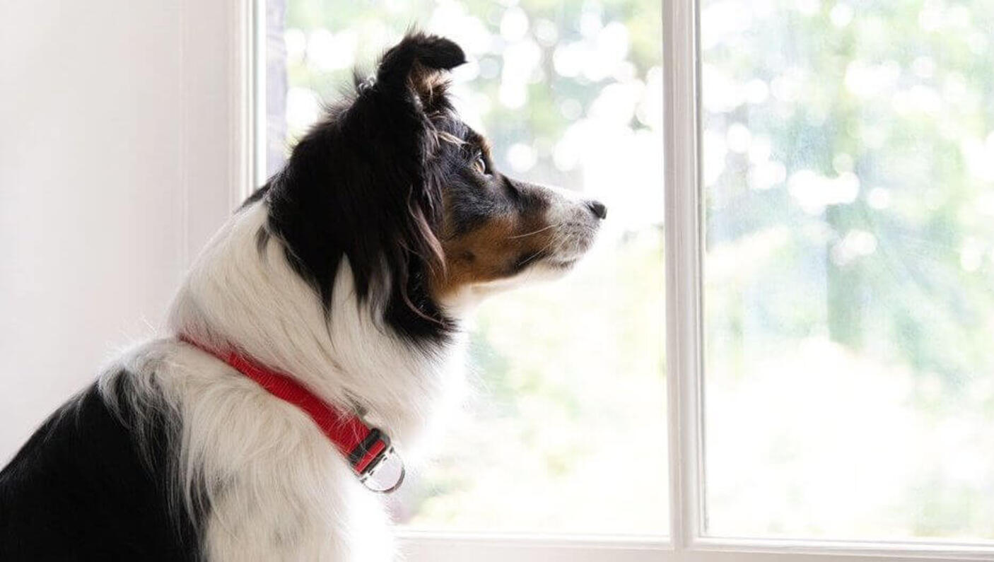 Hond met rode kraag kijkt uit het raam