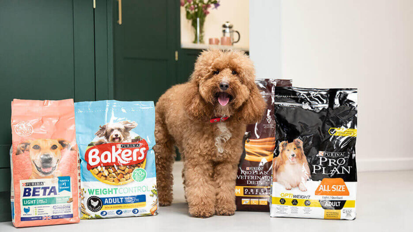 Heureux chien brun moelleux debout entre les produits pour chiens. 