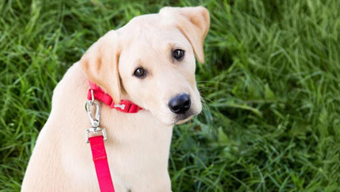 blonde labradorpup buiten met rode lijn en halsband 