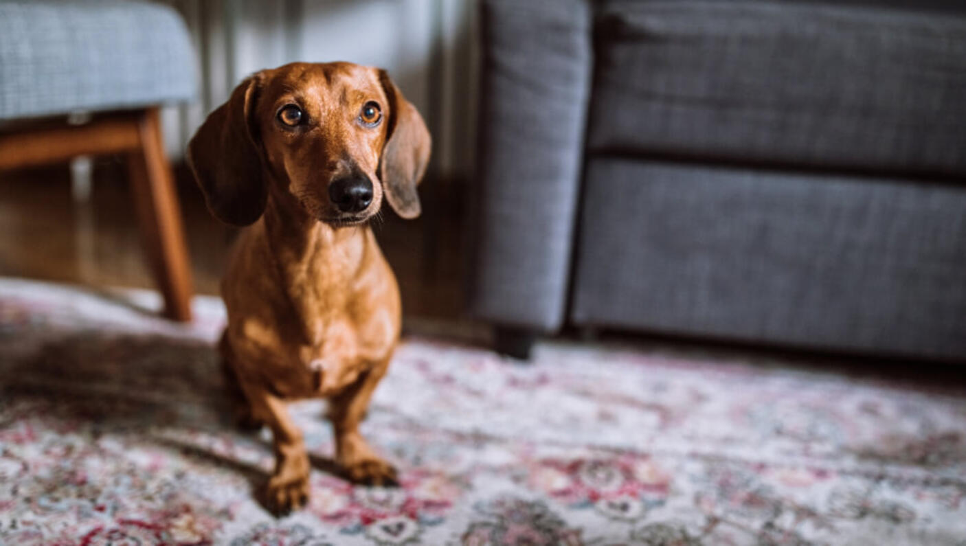 Chien brun Teckel sur un tapis dans un salon