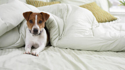 Jack Russell Terrier in bed onder de lakens