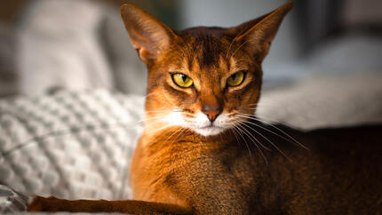 Chausie kat met lichtgroene ogen die ligt.