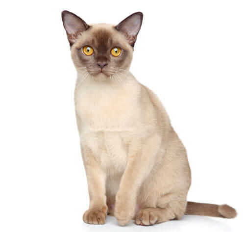 Burmese kat
