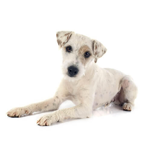 Parson Russell Terrier sur fond blanc