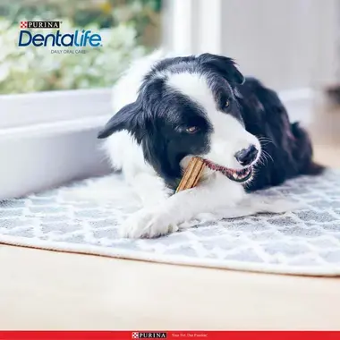 Hond eet Dentalife® kauwstick