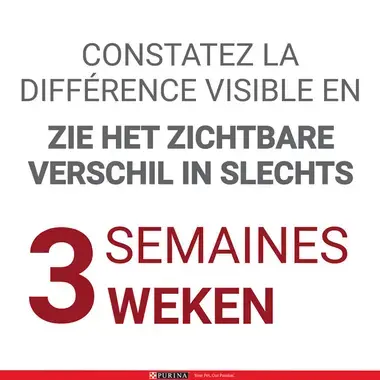 Une bonne santé en 3 semaines grâce à PURINA ONE® chien