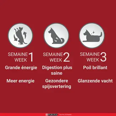 Les avantages de PURINA ONE® alimentation chien en 3 semaines