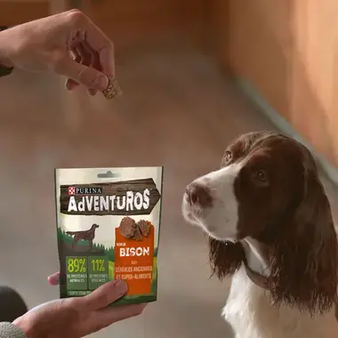 Chien regarde au snack AdVENTuROS™ riche en Bison